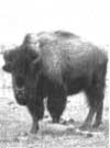 
Roadside bison.
